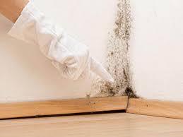 Best Environmental Consulting for Mold Prevention  in Roodhouse, IL